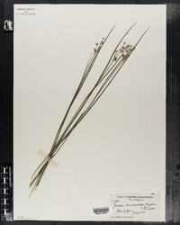 Juncus brevicaudatus image