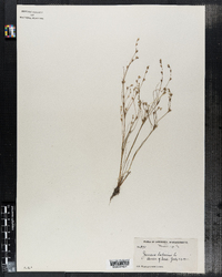 Juncus filiformis image