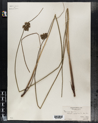 Juncus effusus image