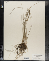 Juncus filiformis image