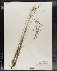Juncus tenuis var. anthelatus image