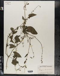 Polygonum convolvulus image