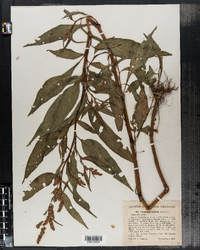 Polygonum lapathifolium image