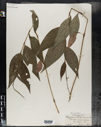 Polygonum virginianum image