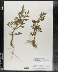 Atriplex patula image