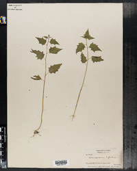 Chenopodium hybridum image