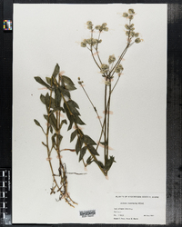 Silene vulgaris image