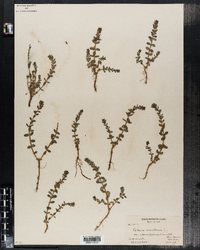 Glaux maritima var. obtusifolia image