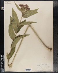 Asclepias incarnata image