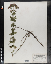 Origanum vulgare image