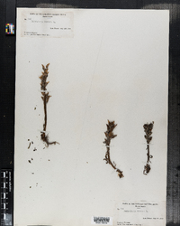 Image of Pedicularis hirsuta