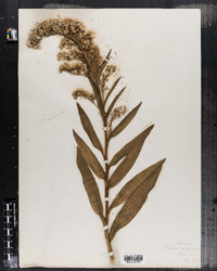 Solidago sempervirens image