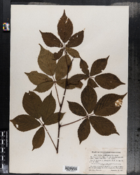 Rubus multiformis image