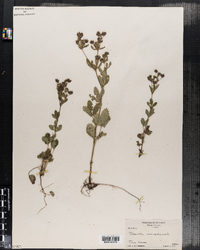 Potentilla norvegica ssp. monspeliensis image