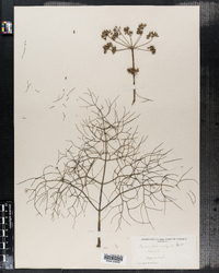 Foeniculum vulgare image