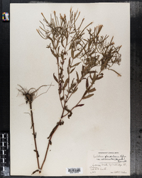 Epilobium ciliatum ssp. glandulosum image