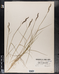 Spartina patens image