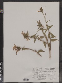 Image of Anisacanthus thurberi