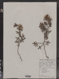 Image of Blepharis procumbens