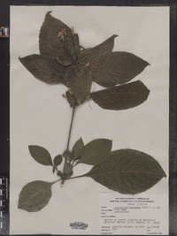 Image of Eranthemum pulchellum