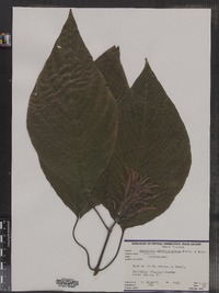 Image of Jacobinia chrysostephana