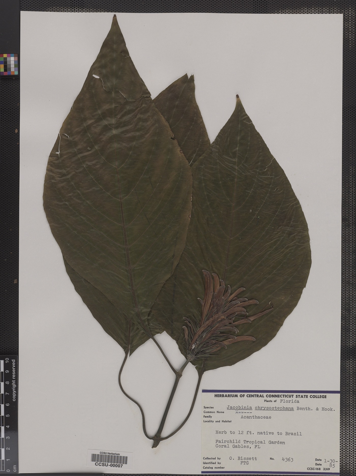 Jacobinia chrysostephana image