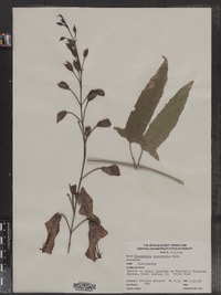 Image of Thunbergia mysorensis