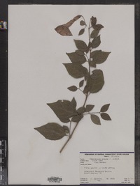 Image of Thunbergia erecta