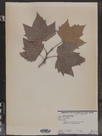 Acer platanoides image