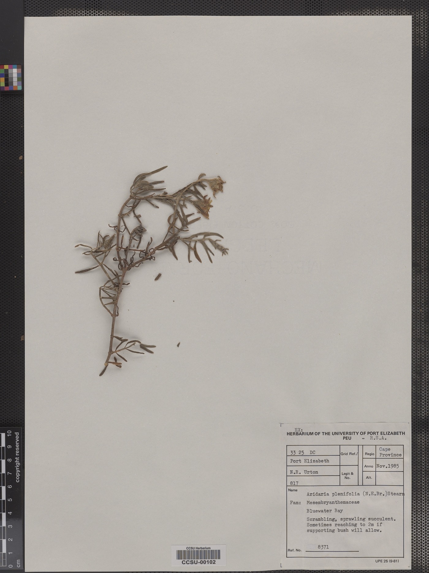 Aridaria plenifolia image