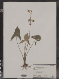 Sagittaria latifolia image