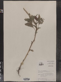 Amaranthus spinosus image