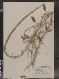 Amaranthus arenicola image