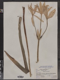 Image of Crinum americanum
