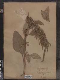 Amaranthus cruentus image