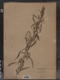 Amaranthus cannabinus image