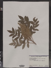 Rhus copallinum image