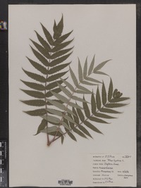 Rhus typhina image