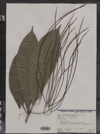 Alstonia macrophylla image