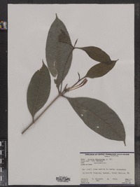 Kopsia fruticosa image