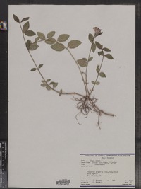 Vinca minor image