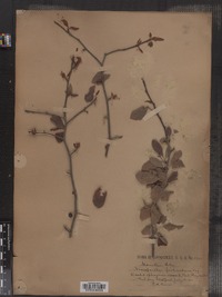 Nemopanthus fascicularis image