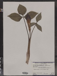 Arisaema triphyllum ssp. triphyllum image