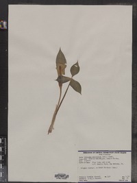 Arisaema triphyllum ssp. triphyllum image