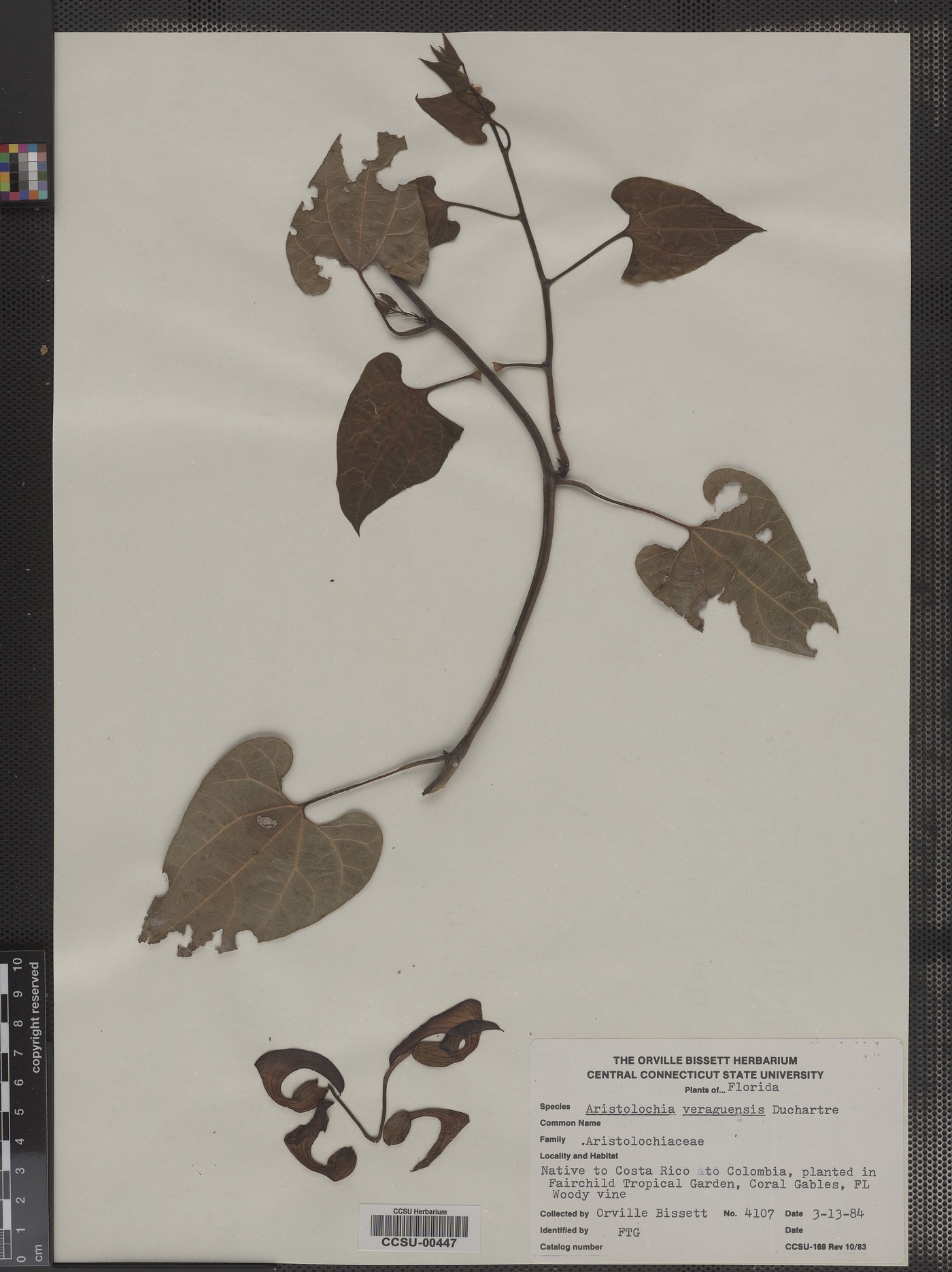 Aristolochia veraguensis image
