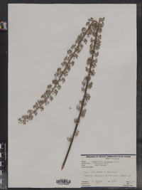 Schefflera farinosa image