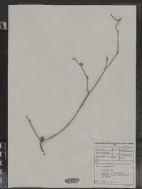 Image of Cynanchum tetrapterum