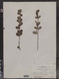 Betula pumila image