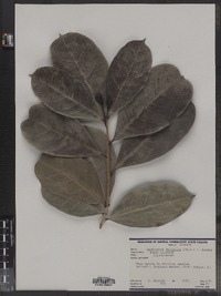 Image of Amphitecna latifolia
