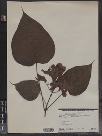 Catalpa speciosa image